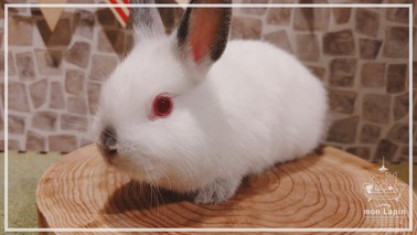 ネザーランドドワーフ | うさぎ販売 | 札幌のうさぎ販売・ペット